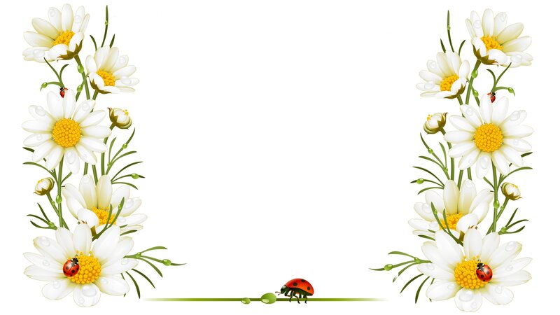 Daisies and Ladybugs — White, Calm