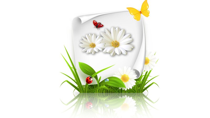 Daisies and Ladybugs — White, Serene