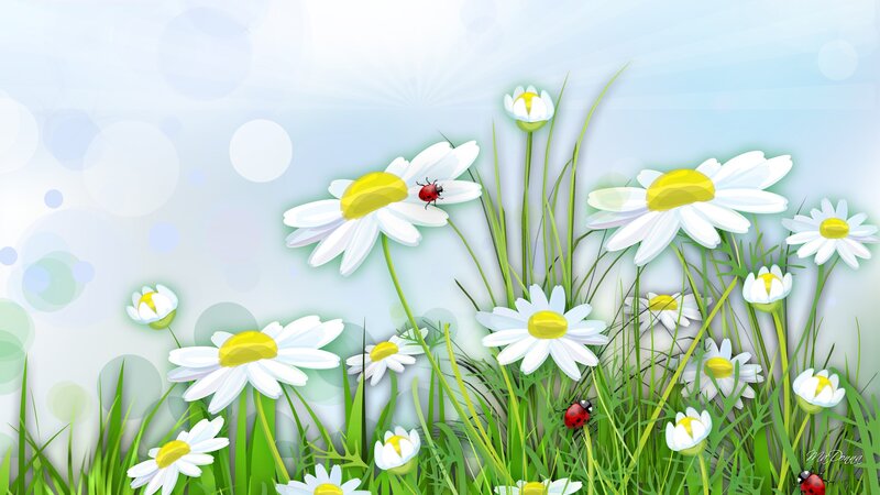Daisies and Ladybugs — White