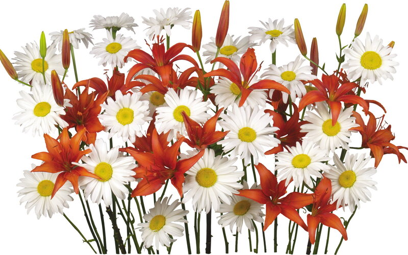 Daisies and Lilies