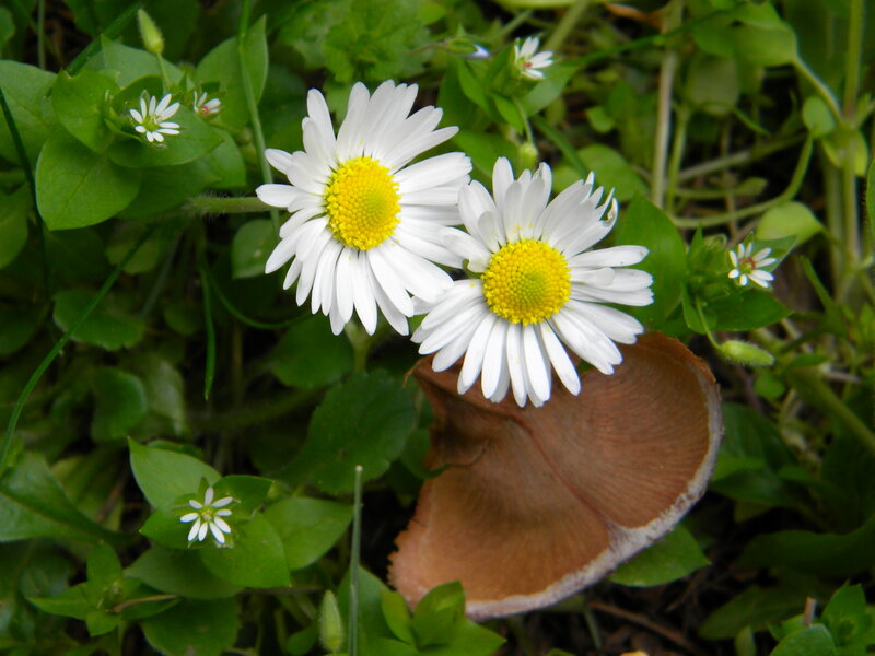 Daisies and Mushroom