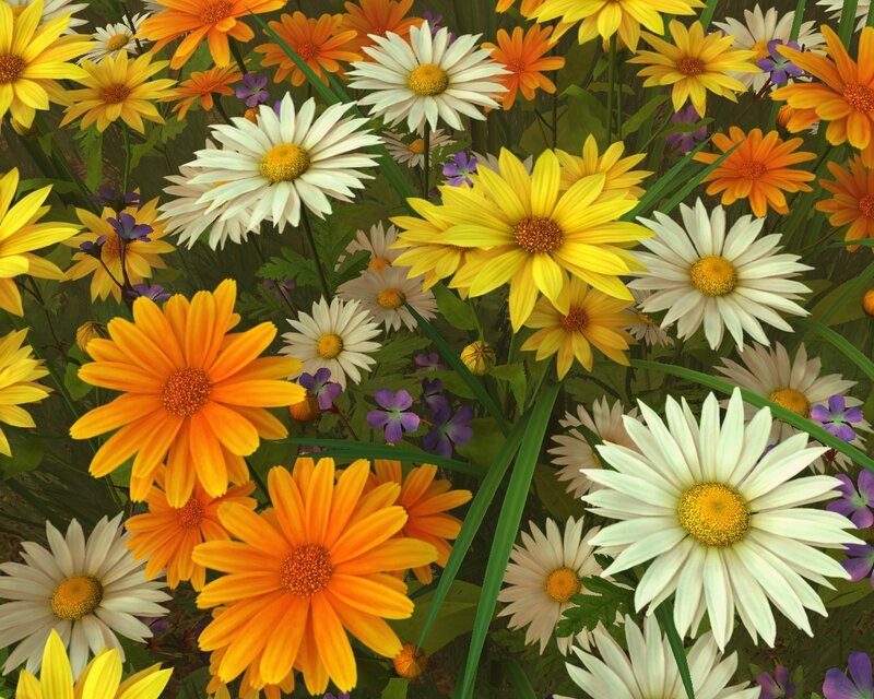 Daisies and Orange Flowers