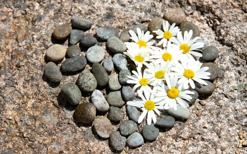 Daisies and Pebbles — White, Serene