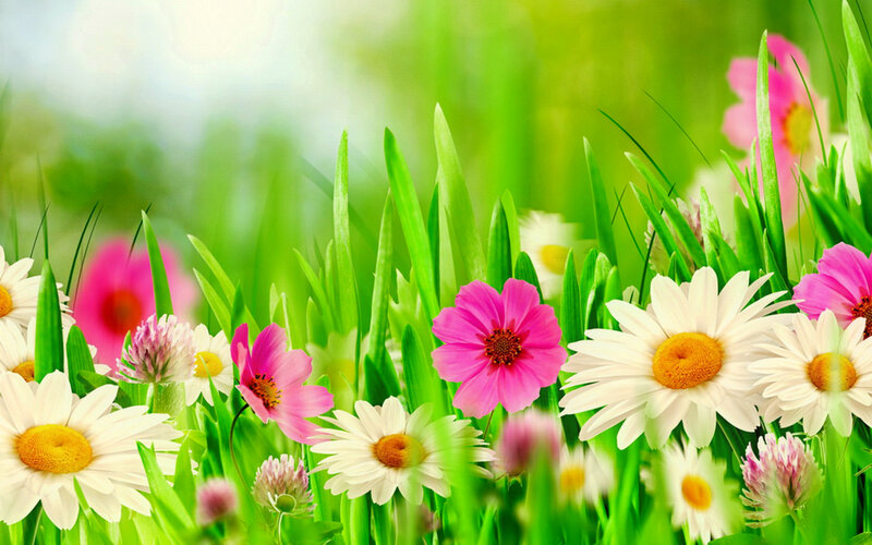 Daisies and Pink Flowers — Green