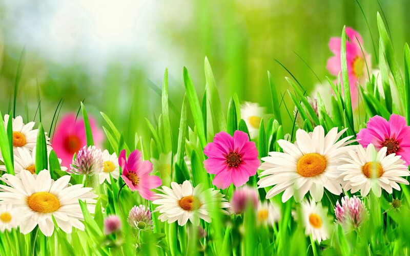 Daisies and Pink Flowers