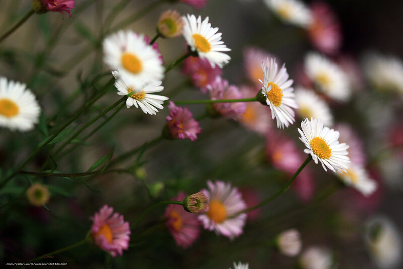 Daisies and Pink Flowers — White