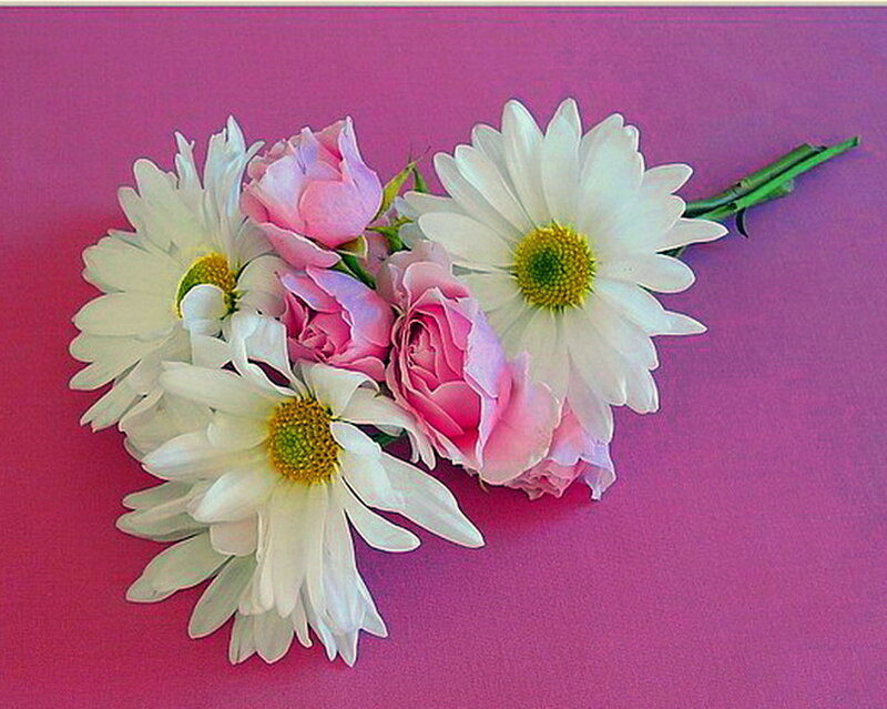 Daisies and Pink Roses
