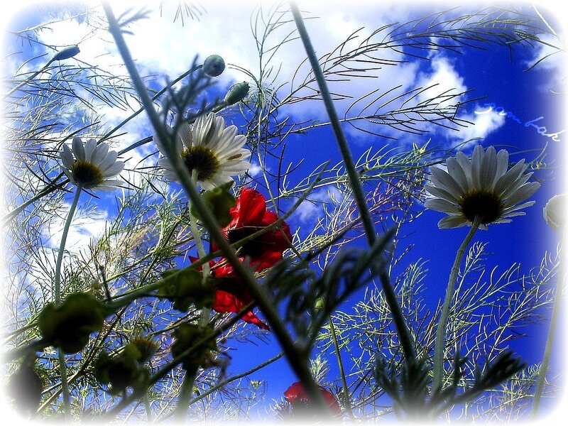 Daisies and poppies against blue sky