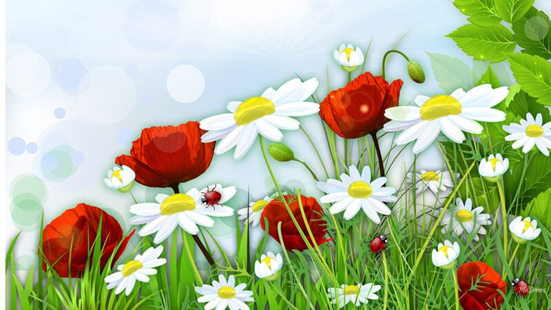 Daisies and Poppies in Field — Green, Serene