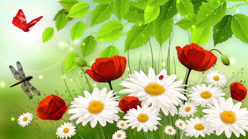 Daisies and Poppies in Field