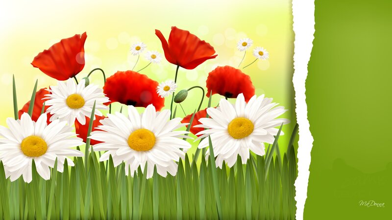 Daisies and Poppies in Grass