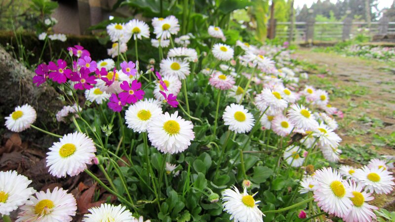 Daisies and Primroses