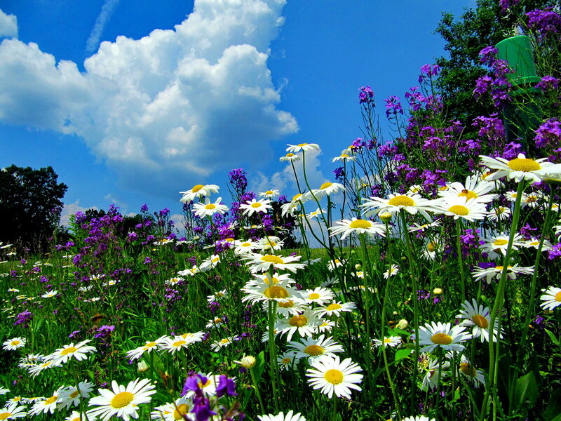 Daisies and Purple Flowers — Blue