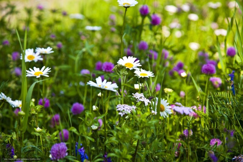 Daisies and Purple Flowers — Green