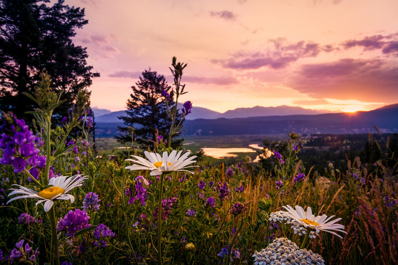 Daisies and Purple Flowers — Serene
