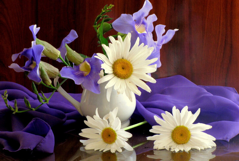 Daisies and Purple Flowers — White, Calm, Photograph