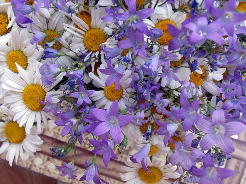 Daisies and Purple Flowers — White, Calm