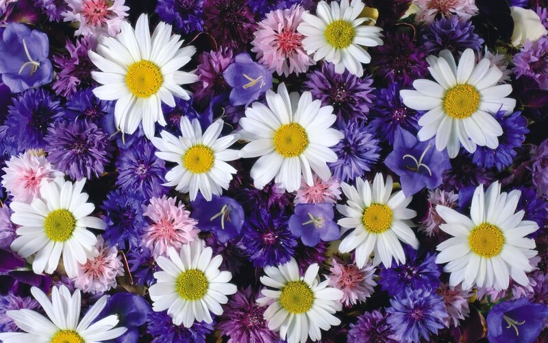 Daisies and Purple Flowers — White, Colorful