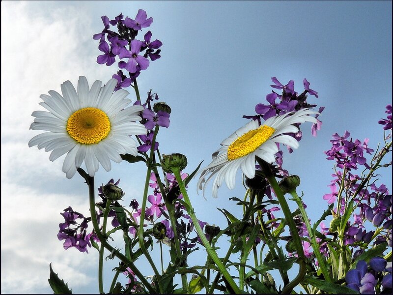 Daisies and Purple Flowers — White, Serene, Afternoon, Photograph