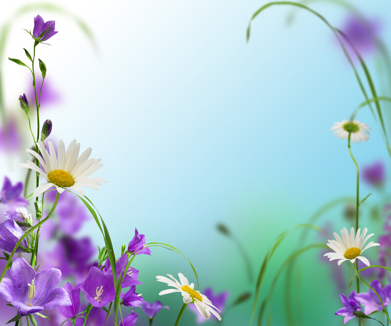 Daisies and Purple Flowers — White, Serene, Spring