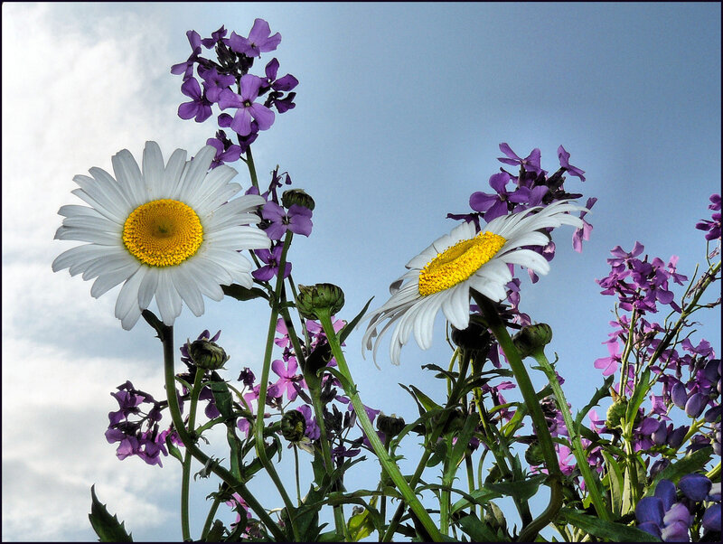 Daisies and Purple Flowers — White, Serene