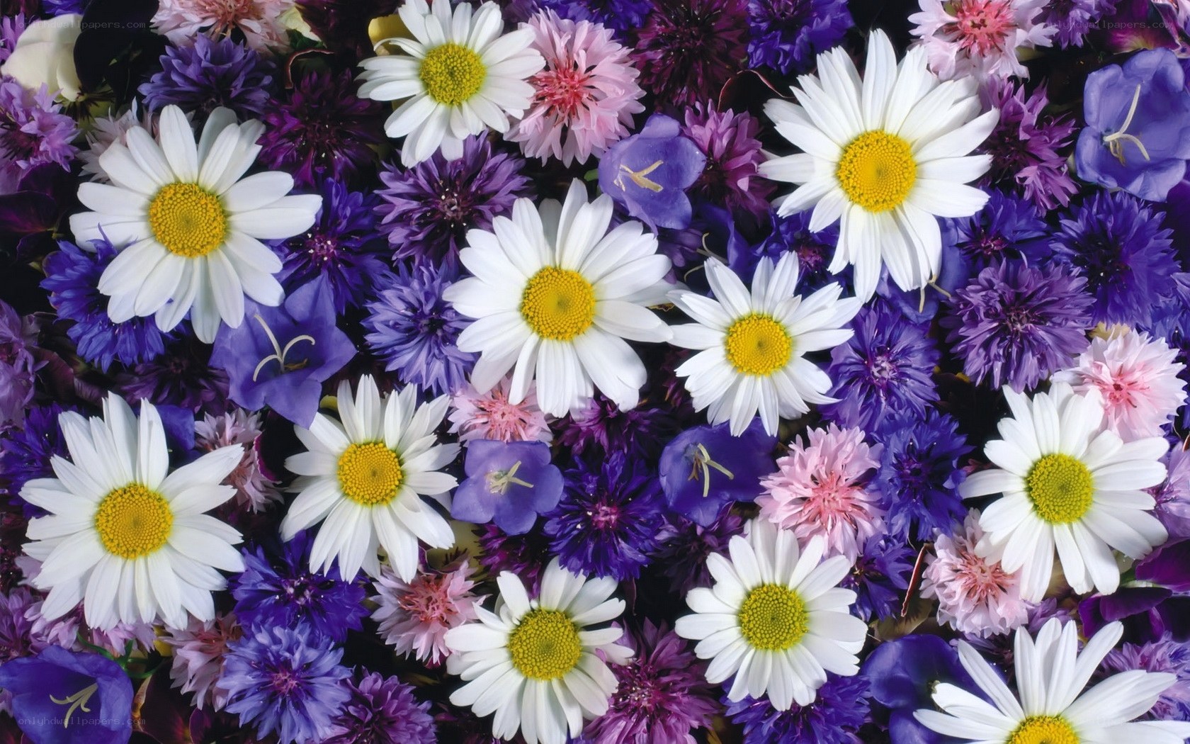 Daisies and purple flowers