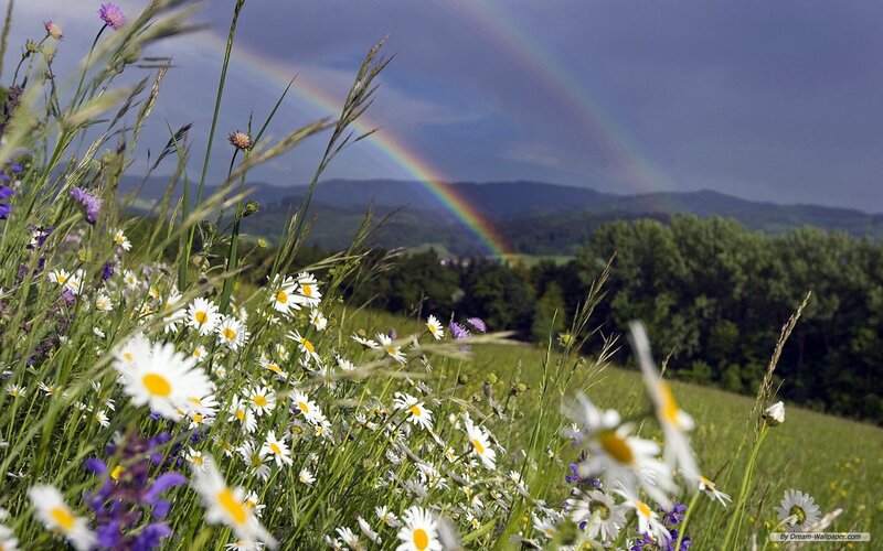 Daisies and Rainbow
