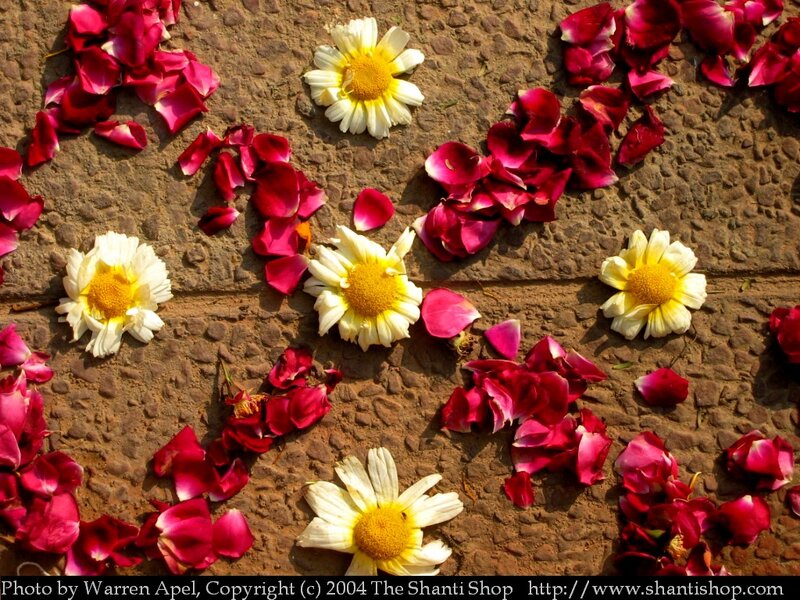 Daisies and Rose Petals