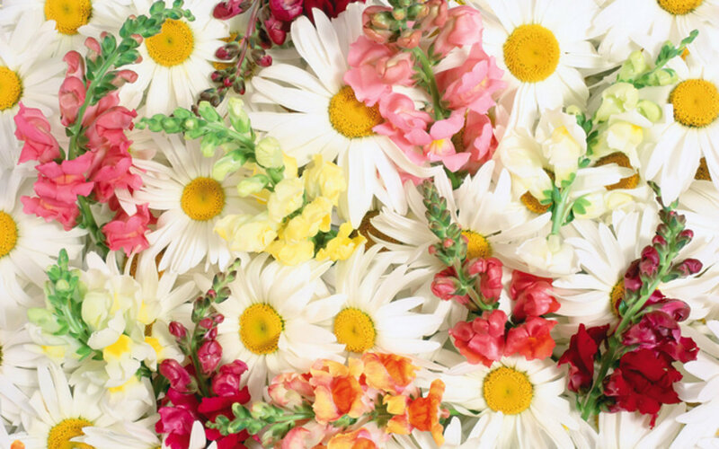 Daisies and Snapdragons