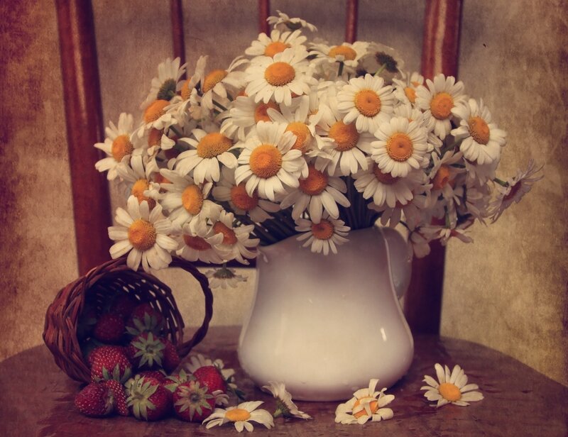 Daisies and Strawberries — White, Calm