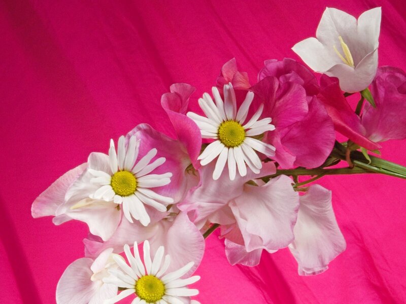 daisies and sweet peas on pink