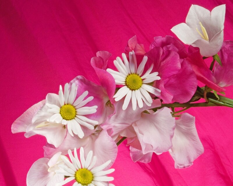 daisies and sweet peas on pink