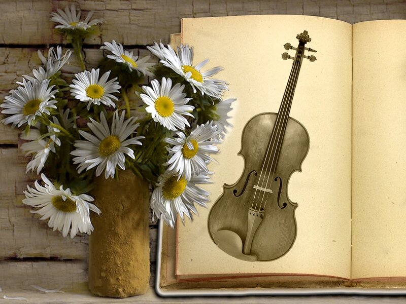 Daisies and Violin Book — White, Serene