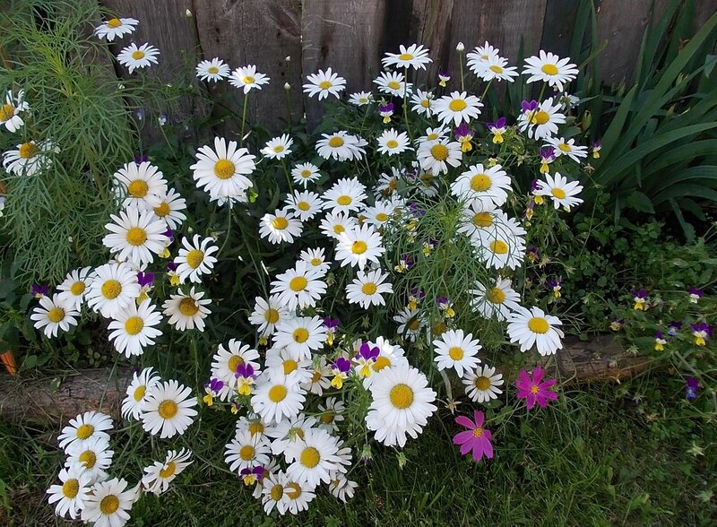 daisies and wildflowers in garden