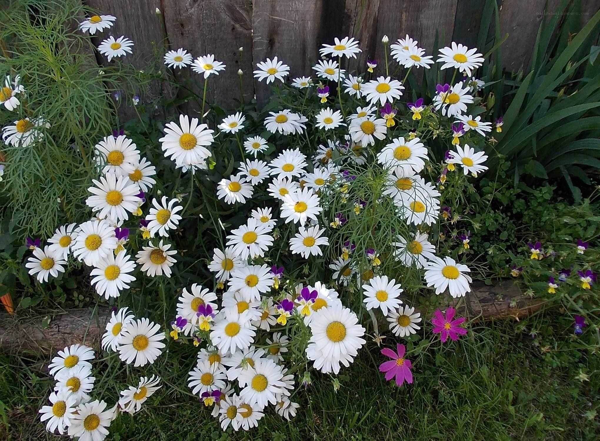 daisies and wildflowers in garden