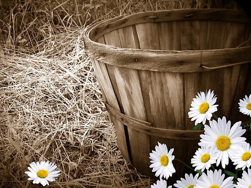 daisies and wooden basket