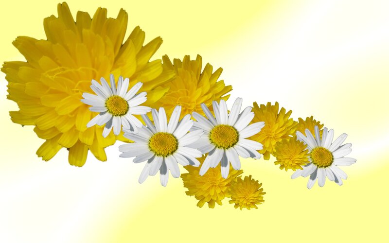 Daisies and Yellow Flowers — Bright