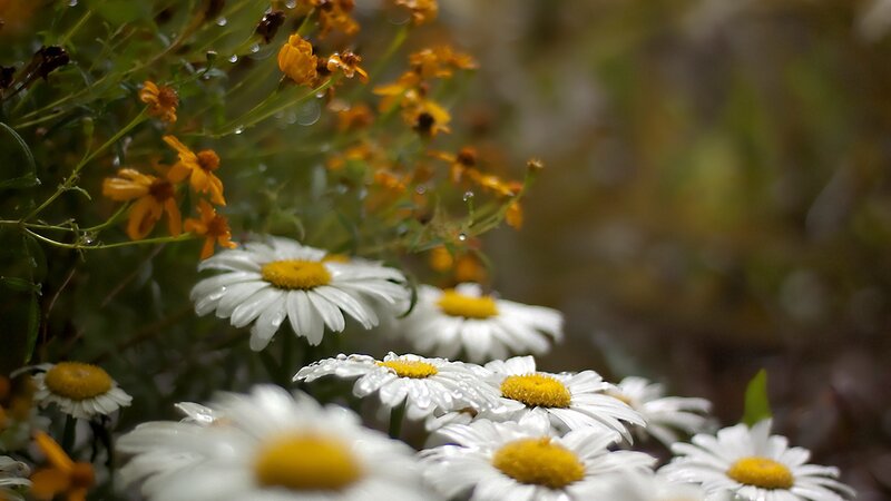 daisies and yellow flowers in rain