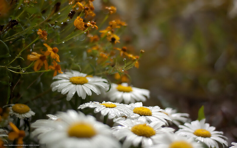 Daisies and yellow flowers