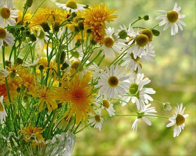 Daisies and Yellow Flowers — White, Serene, Summer