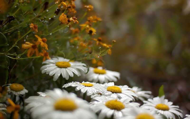 Daisies and Yellow Flowers — White, Serene