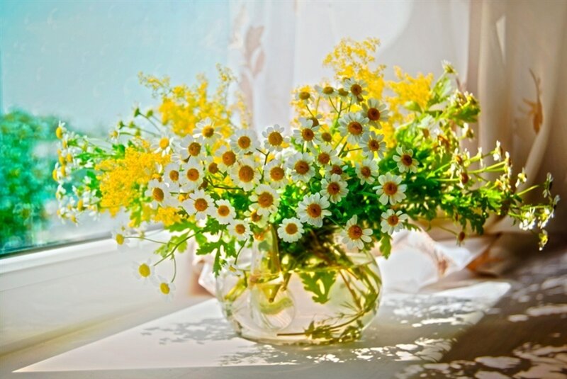 Daisies and Yellow Flowers — White