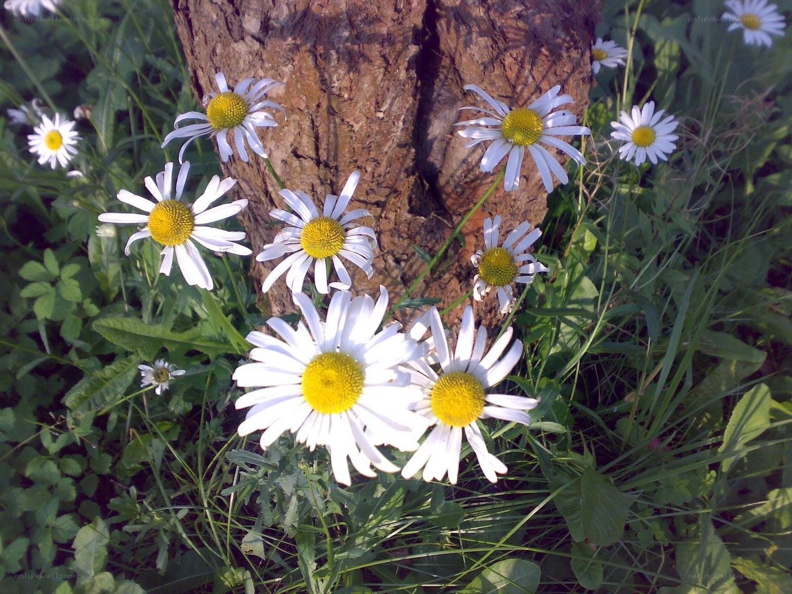 Daisies around a tree trunk