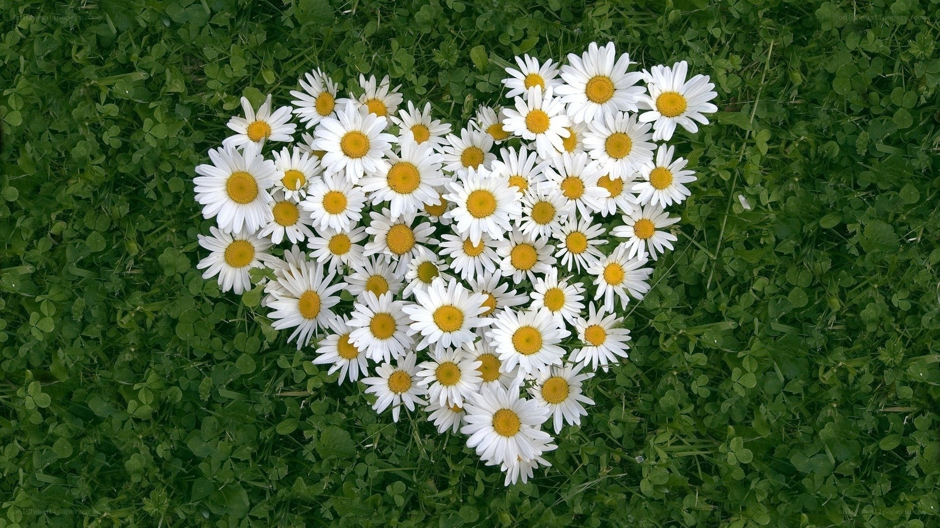 Daisies arranged in a heart shape