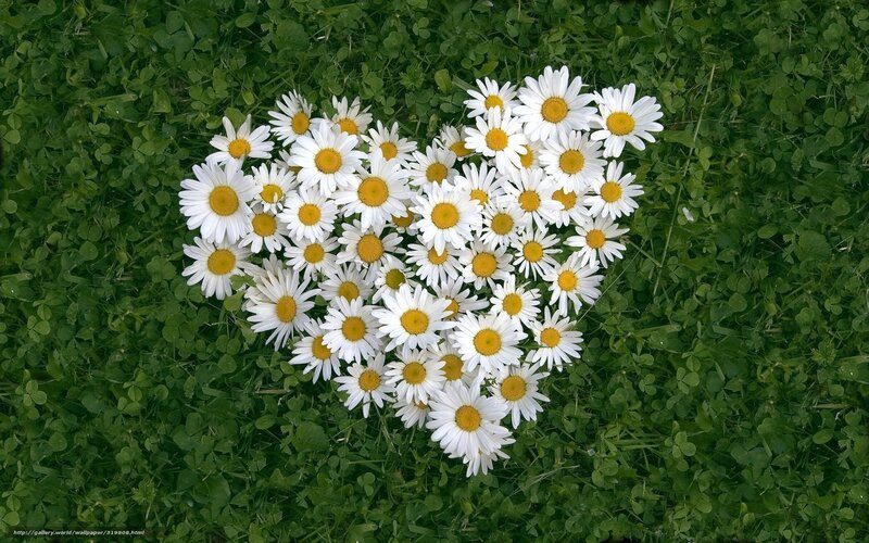Daisies arranged in a heart