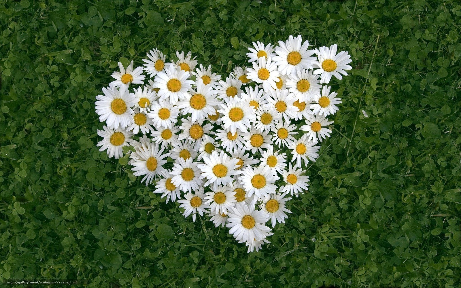 Daisies arranged in a heart