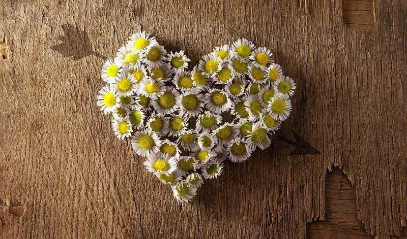 Daisies Arranged in Heart — Brown, Calm, Photograph