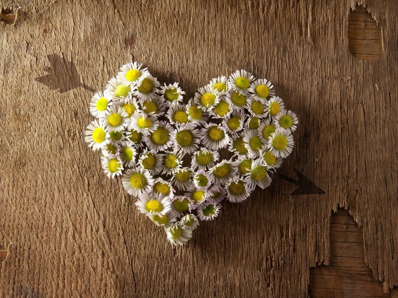 Daisies Arranged in Heart — Brown, Calm