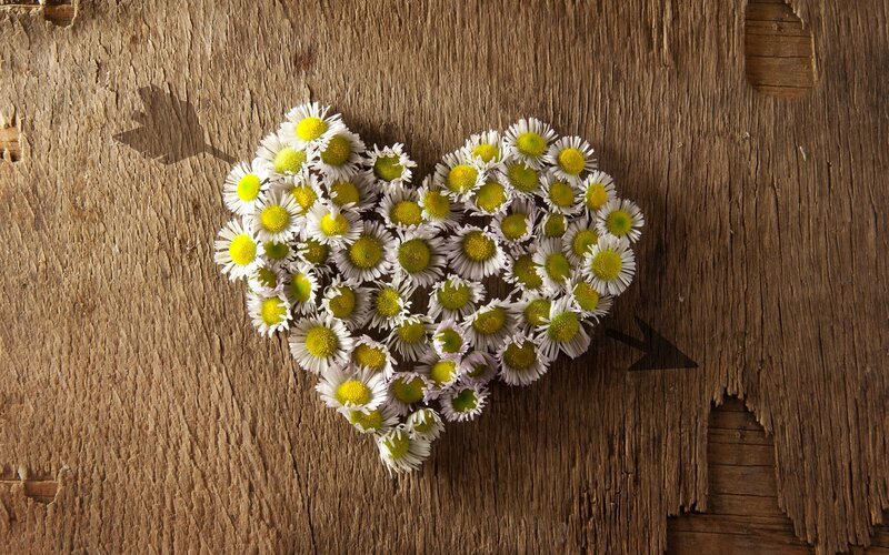 Daisies Arranged in Heart — Brown