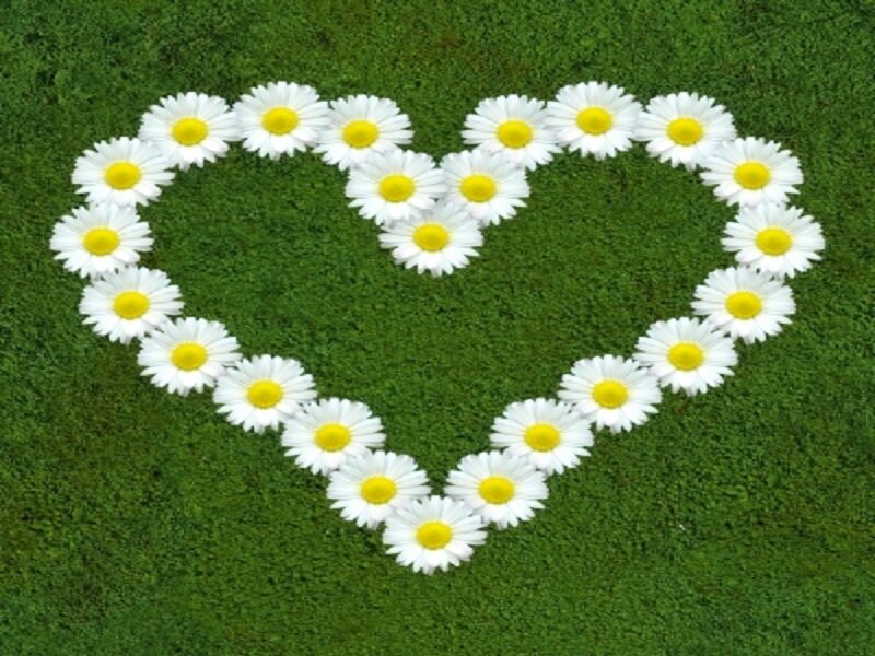 Daisies Arranged in Heart — Green